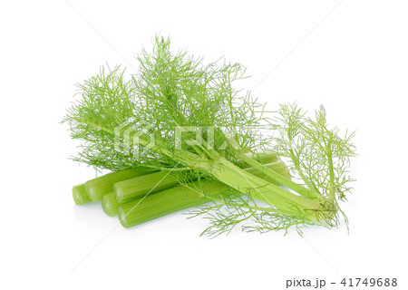 fresh fennel vegetable isolated on white fresh fennel vegetable isolated on white 41749688