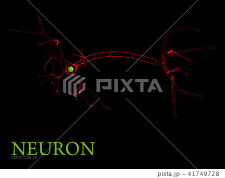 3d Illustration of Neuron anatomy, isolated black background 3d Illustration of Neuron anatomy, isolated black background 41749728
