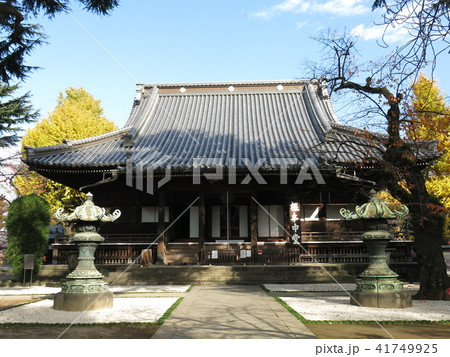 イチョウの黄葉が彩りを添える秋の寛永寺(根本中堂) イチョウの黄葉が彩りを添える秋の寛永寺(根本中堂) 41749925