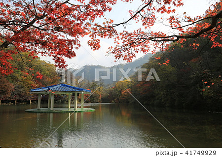 湖 紅葉 木 41749929