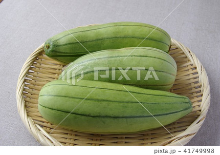 白ウリ 漬物用 白ウリ 漬物用 41749998