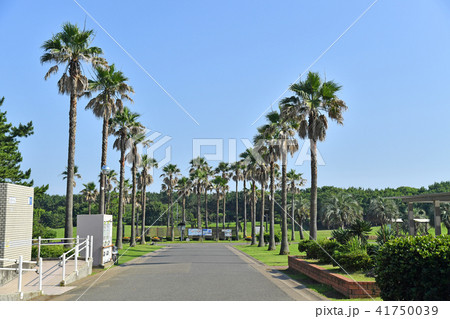 神奈川県藤沢市辻堂西海岸　辻堂海浜公園 41750039