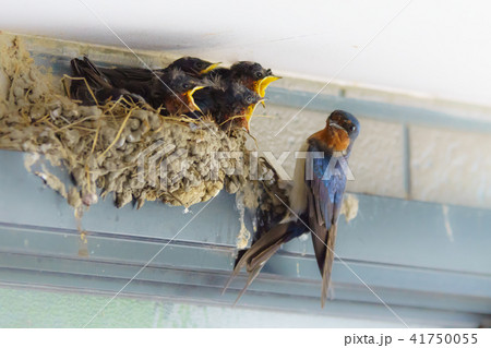 ツバメの雛 41750055