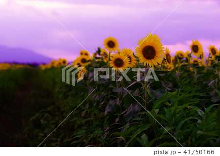 いちのえだ田園のひまわり 41750166