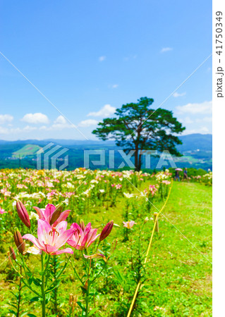 ダイナランドゆり園 41750349