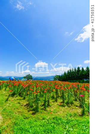 ダイナランドゆり園 41750351