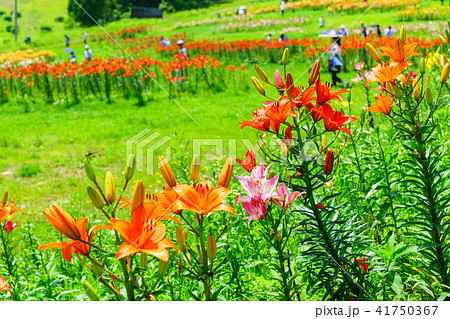 ダイナランドゆり園 41750367