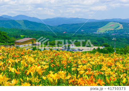 ダイナランドゆり園 41750373