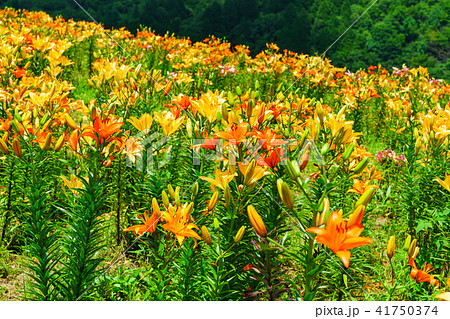 ダイナランドゆり園 41750374