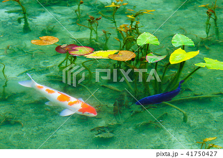 モネの池 41750427