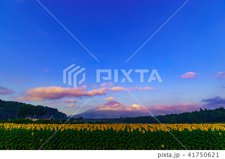 花の都公園から見た富士山 41750621
