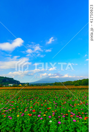 花の都公園から見た富士山 41750623
