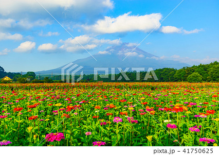 花の都公園から見た富士山 花の都公園から見た富士山 41750625