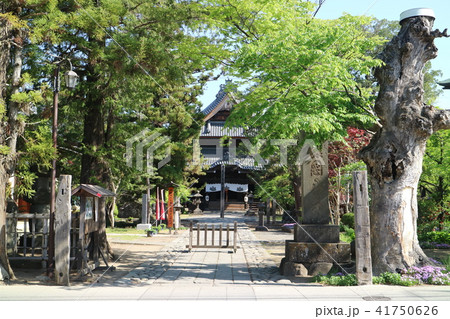 信州上田の春 信濃国分寺 境内 信州上田の春 信濃国分寺 境内 41750626