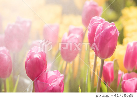 closeup colorful tulips flower it's beautiful closeup colorful tulips flower it's beautiful 41750639