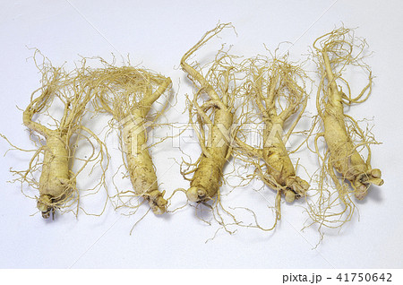高麗人参 植物 根 41750642