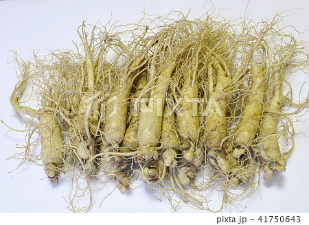 高麗人参 根 健康 41750643