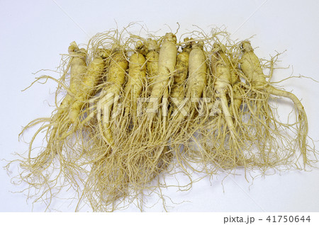 高麗人参 植物 根 41750644
