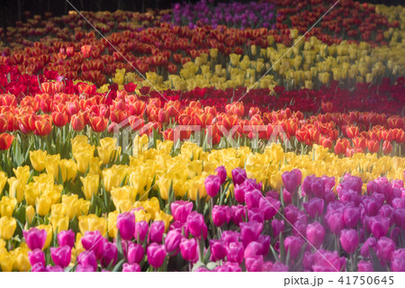 closeup colorful tulips flower it's beautiful  41750645