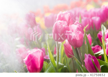 closeup colorful tulips flower it's beautiful closeup colorful tulips flower it's beautiful 41750652