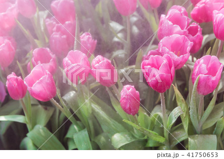 closeup colorful tulips flower it's beautiful closeup colorful tulips flower it's beautiful 41750653