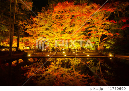 曽木公園の紅葉ライトアップ 41750690