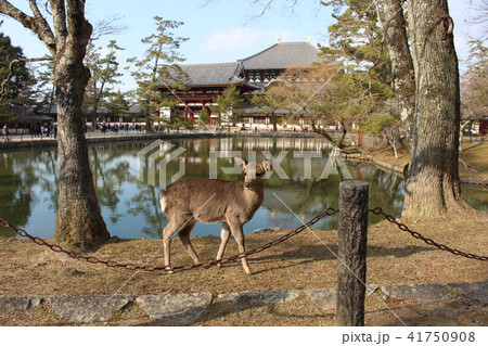 東大寺大仏殿と鹿 奈良公園 奈良市の写真素材 41750908 Pixta