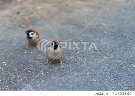 動物 動物学 可愛い動物 41751330