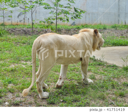 A white lion at the zoo A white lion at the zoo 41751419
