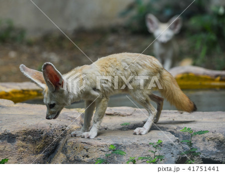Fennec fox (Vulpes zerda) 41751441