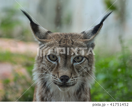 Portrait of an Eurasian Lynx 41751452