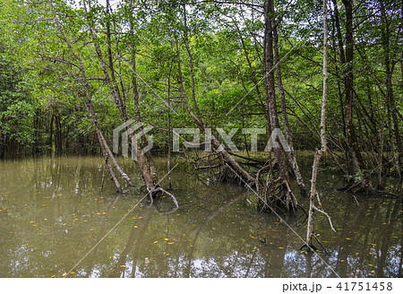 Mangrove jungle in Langkawi, Malaysia Mangrove jungle in Langkawi, Malaysia 41751458