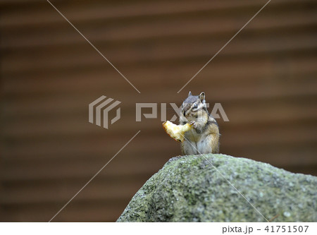 リス 動物 食事 41751507