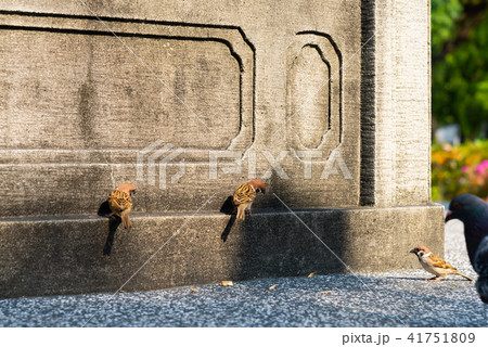 動物 動物学 可愛い動物 41751809