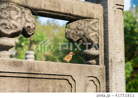 動物 動物学 可愛い動物 41751811