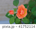 オレンジの薔薇 41752114