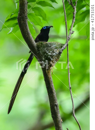 サンコウチョウ 子育て（巣作りから巣立ちまで）の写真素材 [41753101] - PIXTA