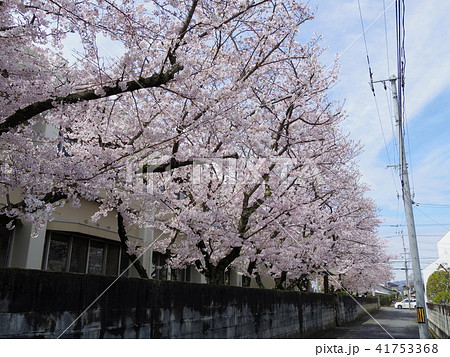 香川県高松市県立聾学校の桜 41753368