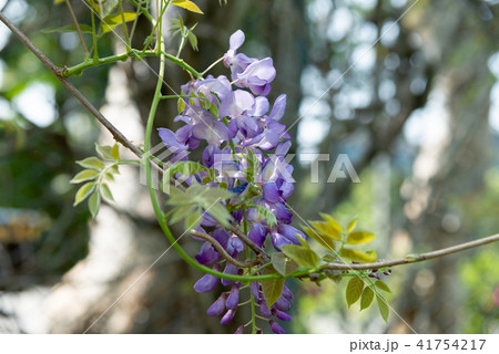 庭 庭園 ガーデン 41754217