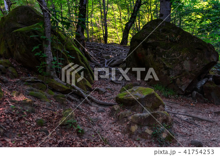 Stones and roots in summer forest Stones and roots in summer forest 41754253