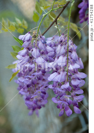 庭 庭園 ガーデン 41754288