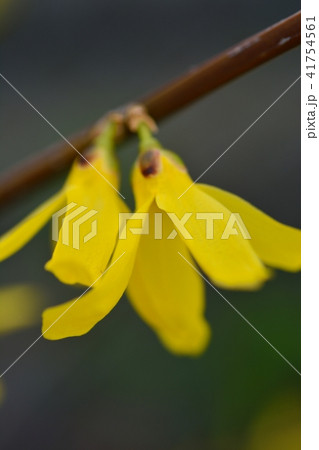 レンギョウ 41754561