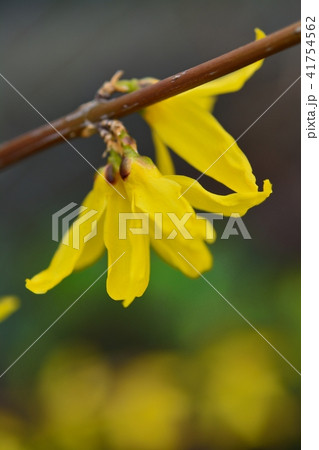 レンギョウ レンギョウ 41754562