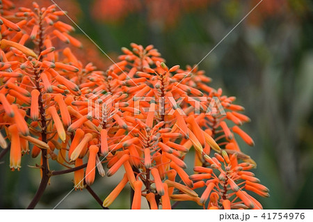 サンゴアロエ 41754976