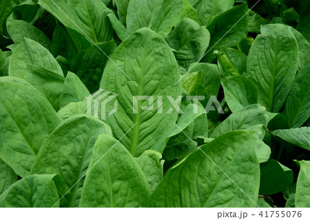 水芭蕉の葉 41755076