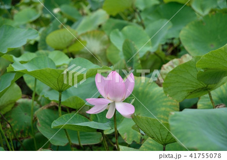 ハスの花 ハスの花 41755078