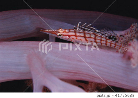 クダゴンベ 41755638