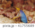 ハナヒゲウツボ 41755689