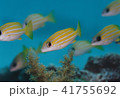 ヨスジフエダイ 41755692