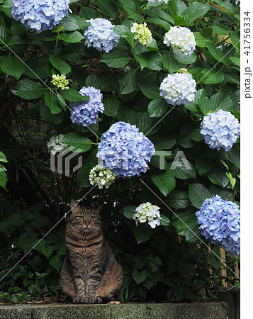 紫陽花と猫の写真素材